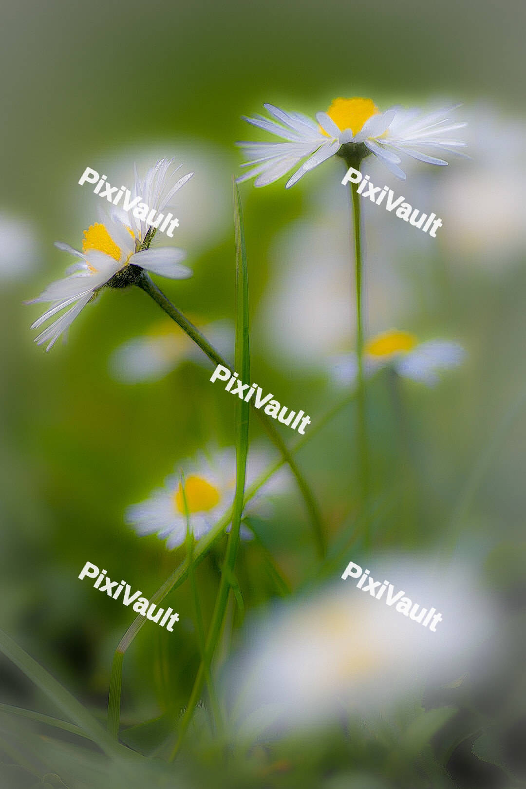 White Daisy flowers